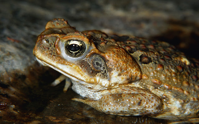 Toad HD images free - Latest toad Wallpaper - toad Full HD free pics - toad picture gallery 2017 - toad beautiful images