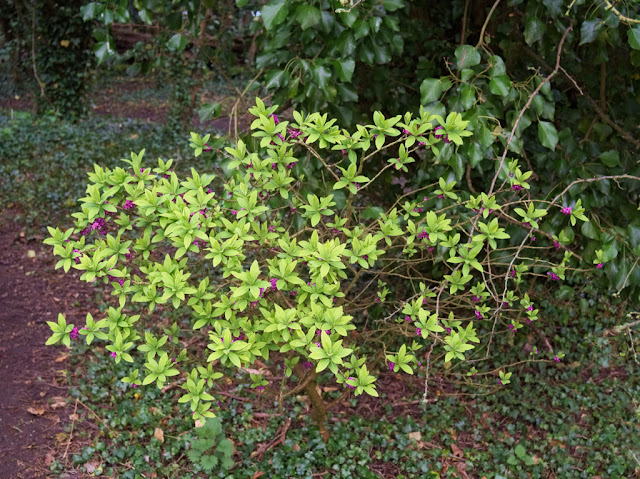Unidentified bush with yellow leaves and purple flowers