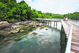 AN OASIS OF NATURE: A boardwalk on Pulau Ubin, a 10 sq km island near Singapore that the writer visited. Today, fewer than 50 Singaporeans live here, along with animals like red junglefowl, scaly-breasted munias, wild boars, Malayan water monitors and long-tailed macaques.