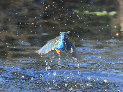 カワセミの水面飛出し3 黒目川 Canon EOS R7にて撮影