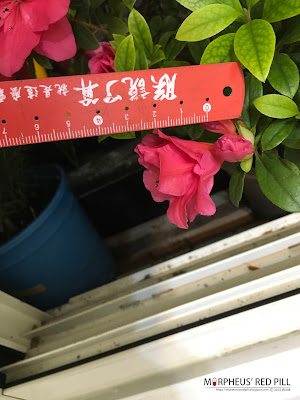 測量台交杜鵑 霞紅之花朵大小