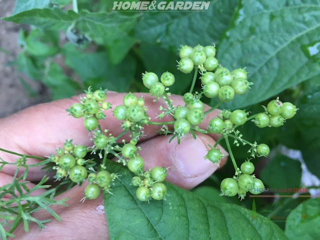 Coriander (Coriandrum Sativum) is an annual herb that belongs to the carrot family. Coriander has a very long history in Southern Europe, the Middle East and the Far East. All parts of this plant are used in cooking.