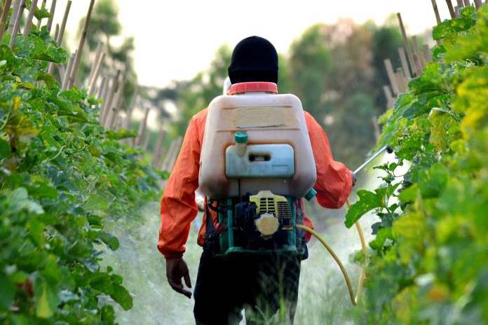 Bahaya Pestisida Bagi Kesehatan Dan Cara Mengatasinya