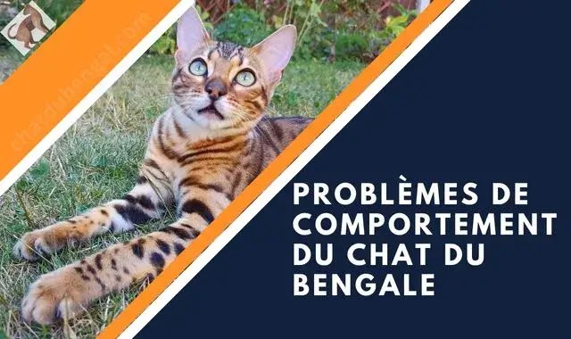 comportement chat bengal