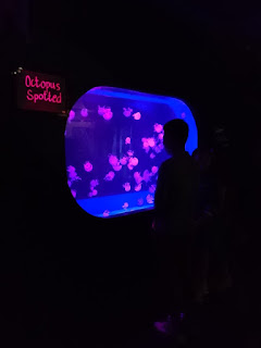 Manila Ocean Park's Jellies: Dancing Sea Fairies Exhibit