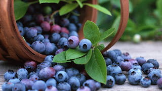 Fruits Blueberry Bilberry Basket HD Wallpaper
