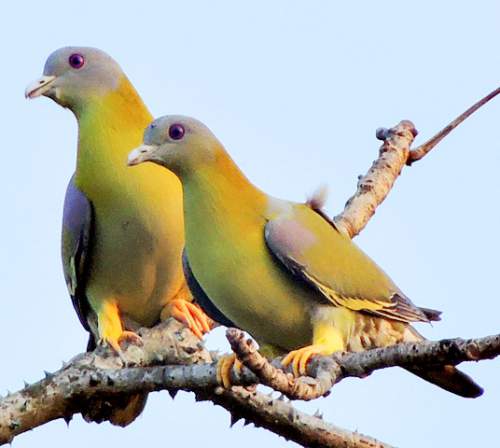 Treron phoenicopterus