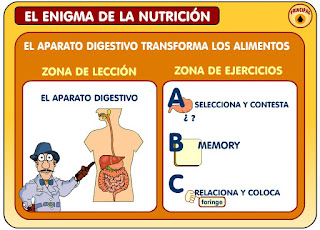 http://www3.gobiernodecanarias.org/medusa/contenidosdigitales/programasflash/cnice/Primaria/Conocimiento/enigma_nutricion/enigma/aparatodigestivo.swf