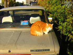 Scarry Ginger Kitty