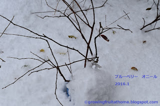 冬の鉢植えブルーベリー オニール