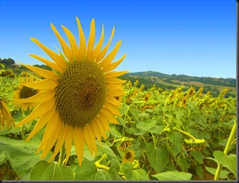 girasol1