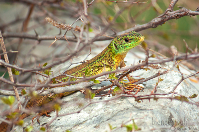 Riesensmaragdeidechse - Lacerta trilineata