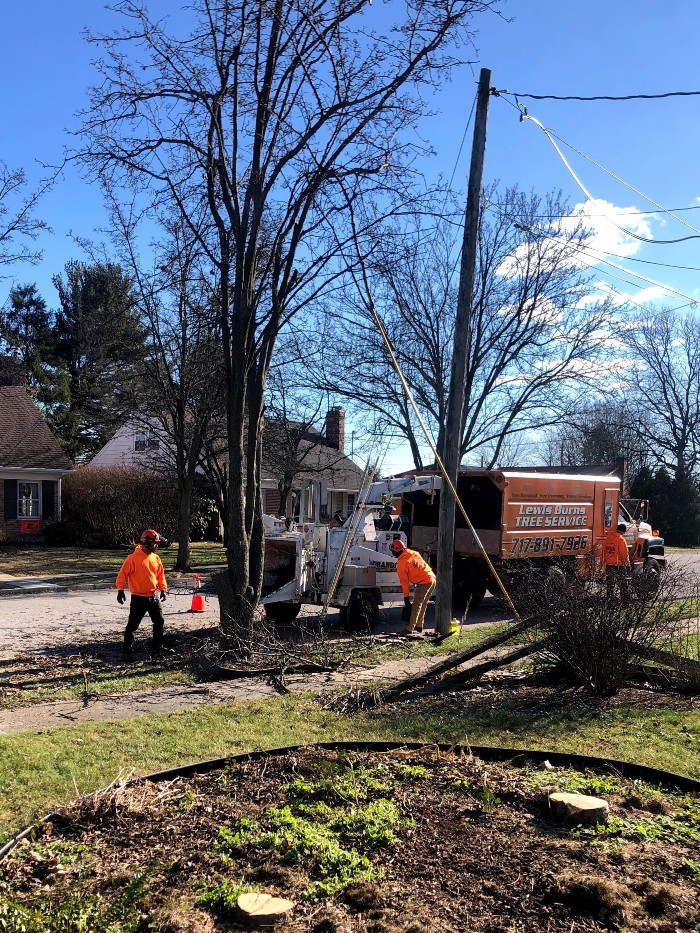 mulching trees