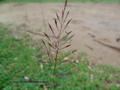 Lovegrass - Chrysopogon aciculatus