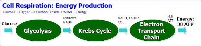 Cell Respiration