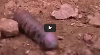 Weird Animals