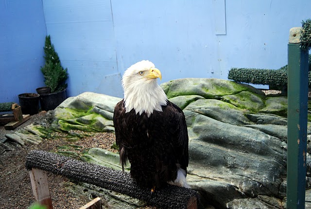 Juneau | Capital do Alaska 