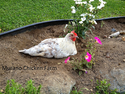 chicken dust bathing