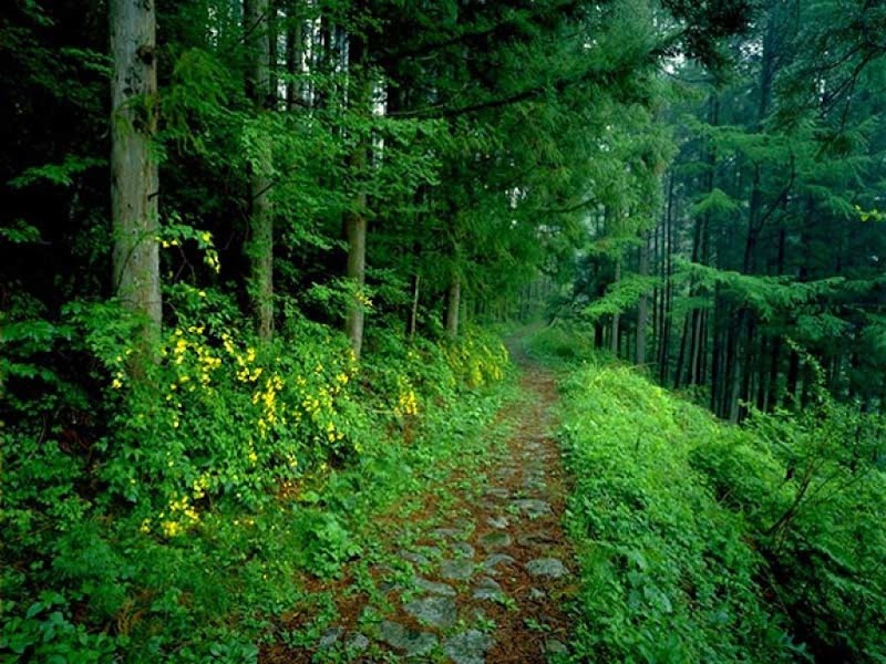 15+ Konsep Terkini Gambar Hutan