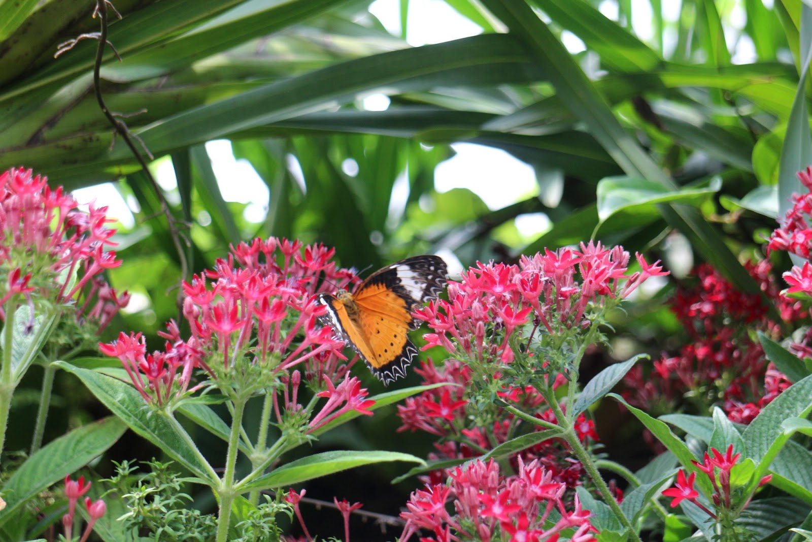 Singapore - Butterfly Garden at Singapore's Changi Airport ...