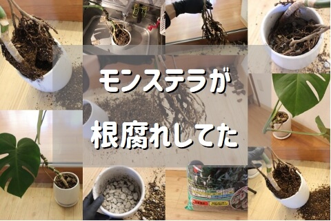 モンステラ根腐れした モンステラ根腐れた モンステラ根腐れした モンステラ根腐れた
