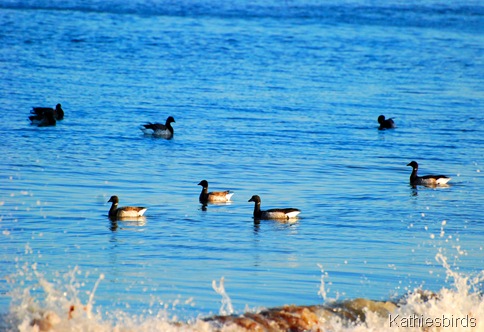 7. brant-kab