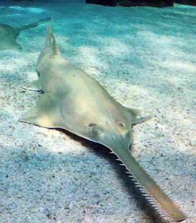 Sawfish, also known as carpenter sharks, are a family of rays characterized by a long, narrow, flattened rostrum, or nose extension, lined with sharp transverse teeth, arranged in a way that resembles a saw.