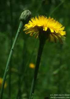 dandelion flowers