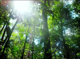  Kepentingan hutan di Malaysia