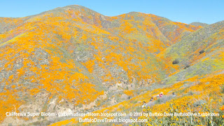 California Poppies Walker Canyon Super Bloom 2019