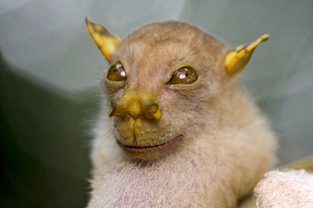 Tube-Nosed Bat