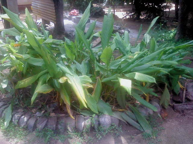 Tumeric plant