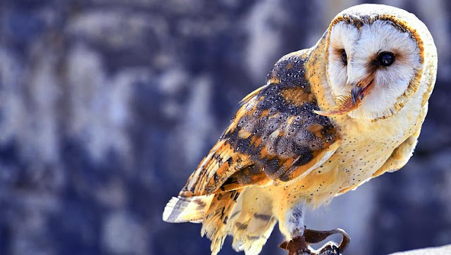 Barn Owl Knowledge to be deepened
