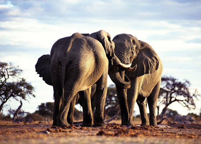 elephants, wallpapers, nature, desktop, HD, HQ, tapandaola111