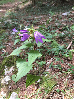 Campanula trachelium - Nettle-Leaved Bellflower (Campanula selvatica).