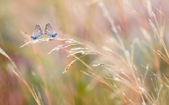 Foto van twee prachtige vlinders op een stengel