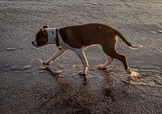 Photo of Ruby paddling on the beach