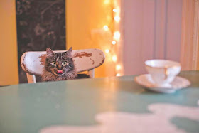 Funny cats - part 99 (40 pics + 10 gifs), cat pictures, cat at dinner table