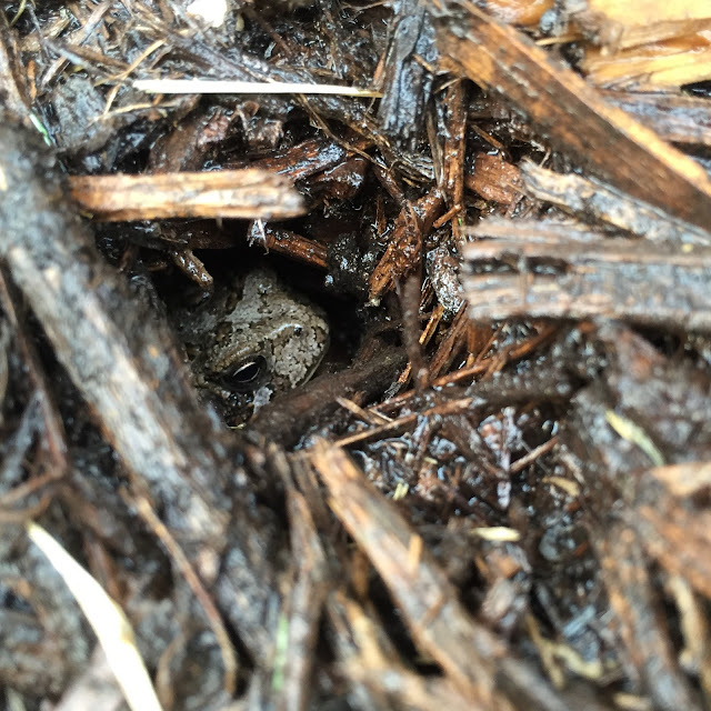 toad in a hole