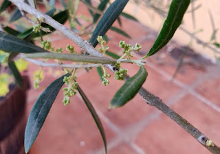 Might these even be olives growing!