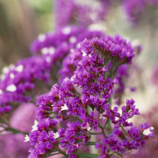 Statice Flowers