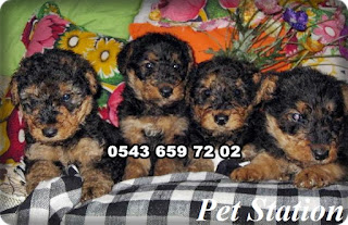 satılık airedale terrier yavruları, airedale köpek fiyatları, ariedale terrier yavruları sahbinden, airedale terrier satışı, airedele terrier özellikleri, sahibinden satılık airedale terrier yavruları, satılık airedale terrier yavrusu, satılık yavru airedale terrier, sahibinden satılık terrier yavruları, satılık airedale terrier yavruları istanbul, satılık airedale terrier yavruları ankara,satılık airedale terrier yavruları antalya, satılık airedale terrier yavruları bursa, satılık airedale terrier yavruları izmir, satılık airedale terrier yavruları eskişehir, satılık airedale terrier yavruları çanakkale, satılık airedale terrier yavruları muğla, satılık airedale terrier yavruları trabzon, satılık airedale terrier yavruları sakraya, 