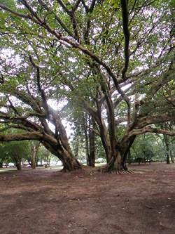 Caonhcendo 4 (335)