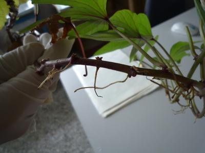 P1010663.JPG