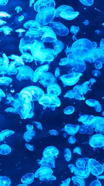 Blue Jellyfish iPhone Wallpaper