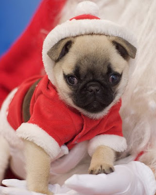 Santa Hat Seen On www.coolpicturegallery.us