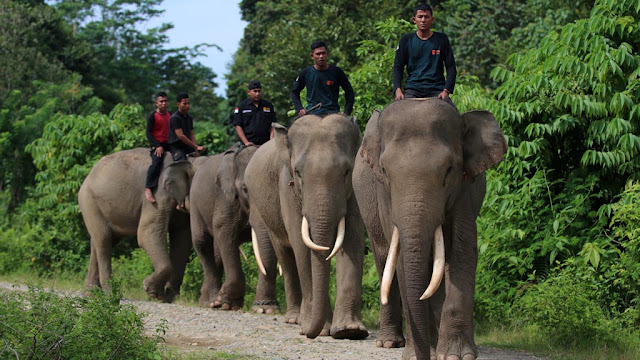 Aceh-Utara-wilayah-konflik-gajah-manusia-tanpa-korban