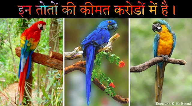 तोते के बारे में 23 रोचक तथ्य || 23 Interesting facts about Parrot ||