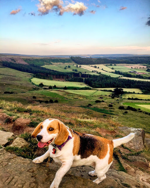 Holly Bobbins Beagle on the top of Roseberry Topping, Yorkshire