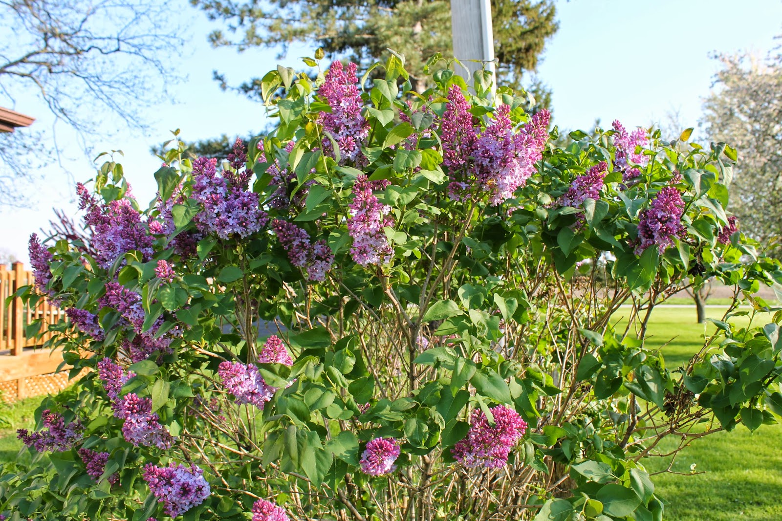 Image of Little Robin Lilac bush